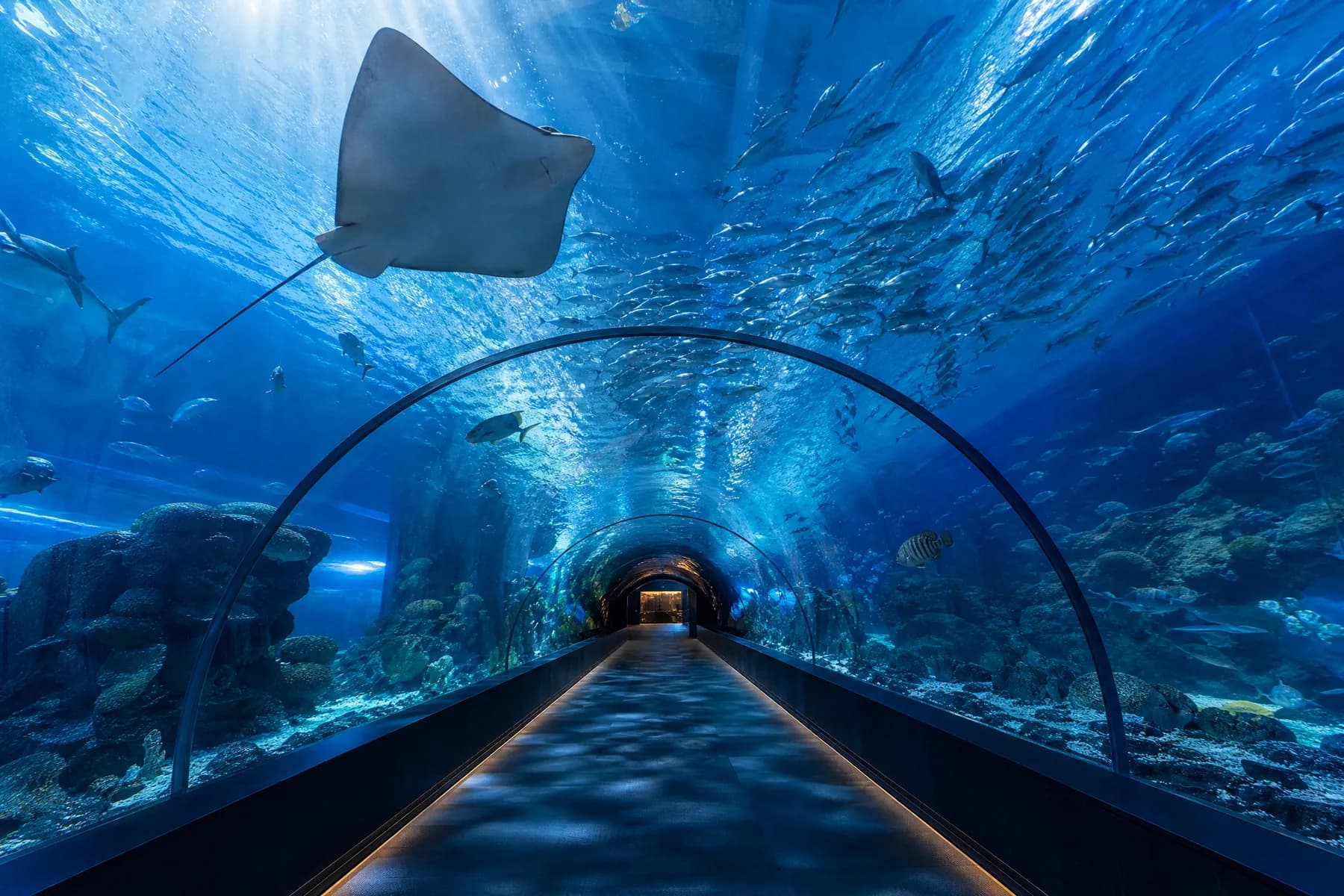 Aquarium and Underwater Zoo Experience